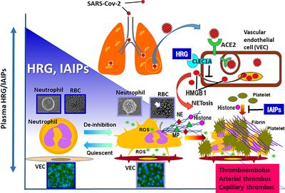 Understanding of COVID-19 Pathology: Much More Attention to <mark class="highlighted">Plasma Proteins</mark>